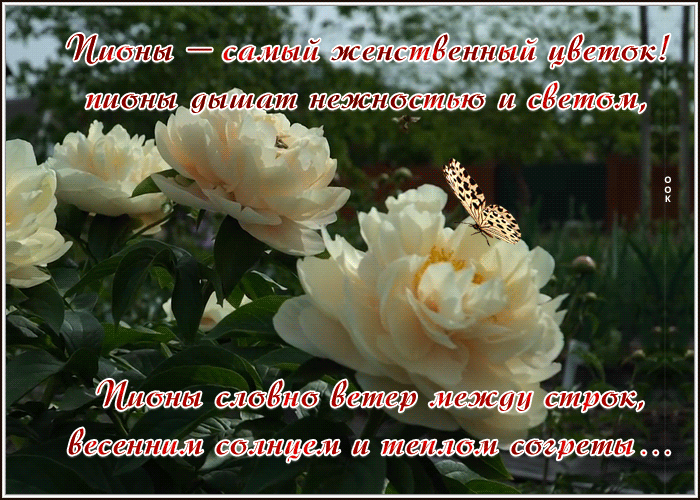 Открытка фото открытка с пионами