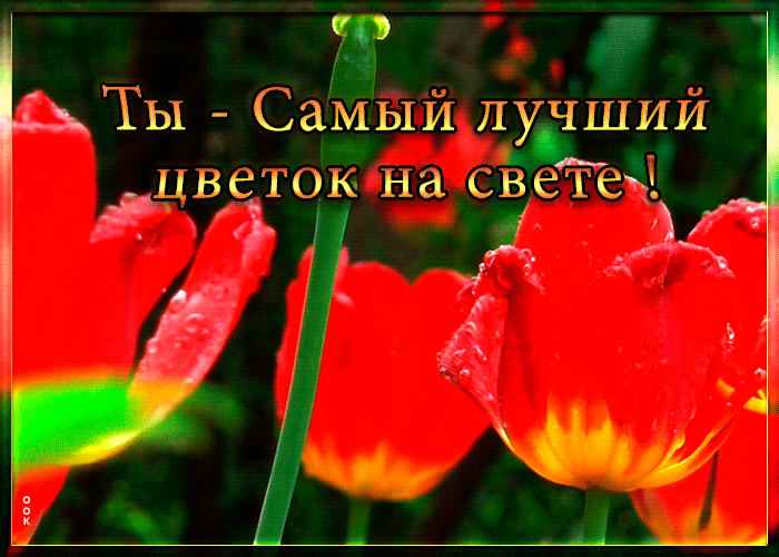 Картинка гиф картинка с тюльпанами