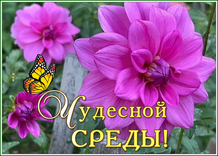 Picture картинка чудесной среды с яркими цветами