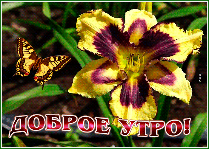 Postcard картинка доброе утро с интересным цветком