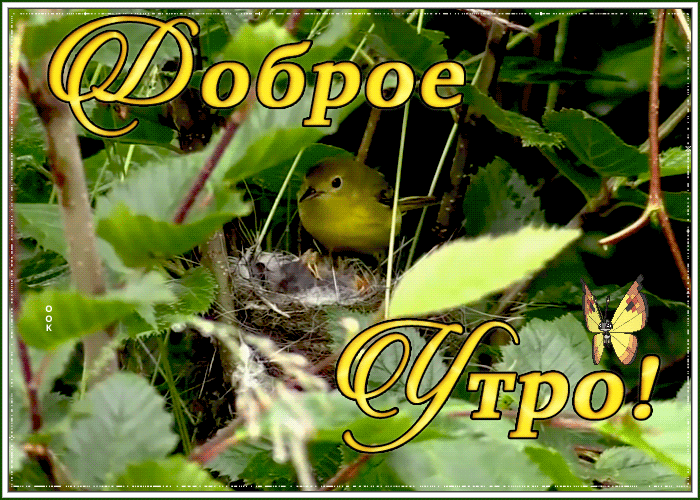 Открытка картинка доброе утро с птичками