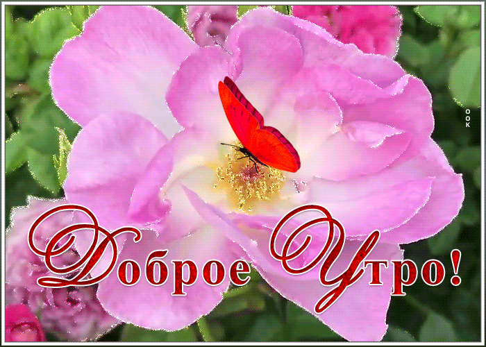 Открытка картинка доброе утро цветущего настроения