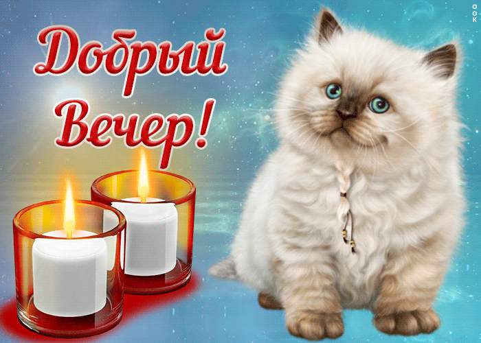 Картинка картинка добрый вечер с котиком