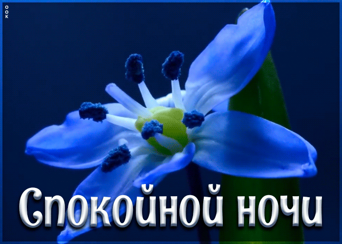 Открытка картинка гиф спокойной ночи