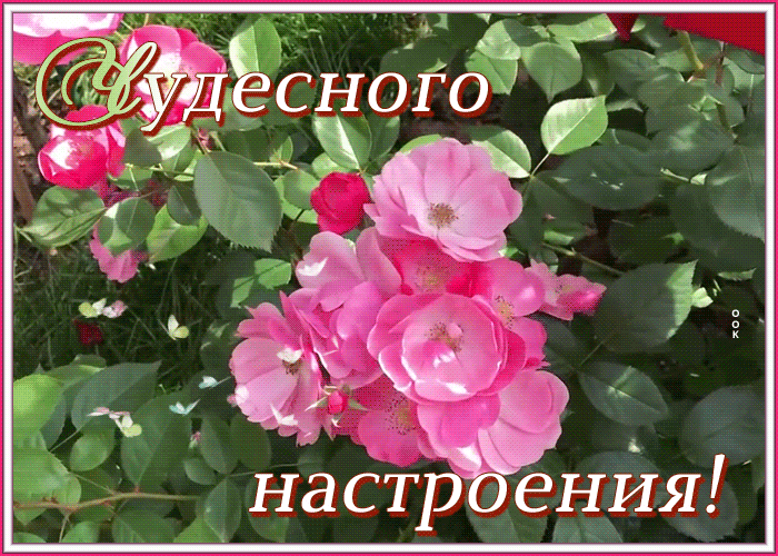 Открытка картинка хорошего настроения на целый день