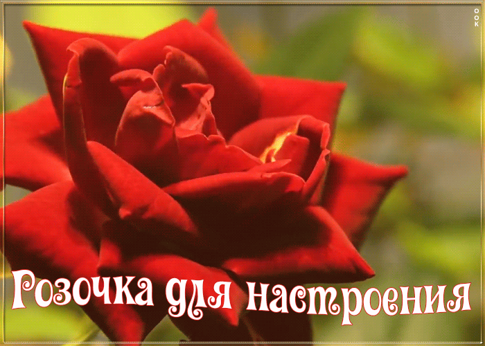 Картинка картинка хорошего настроения с розой