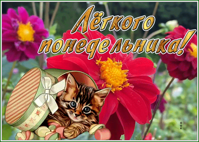 Postcard картинка легкого понедельника с котиком