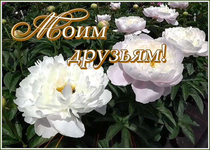 Картинка картинка моим дорогим друзьям
