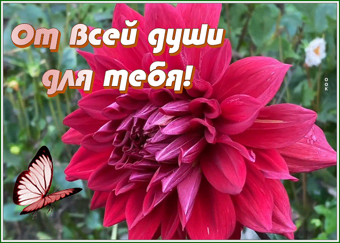 Postcard картинка от всей души для тебя этот замечательный цветок