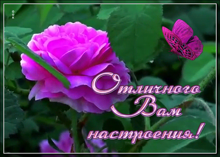 Картинка картинка отличного вам настроения
