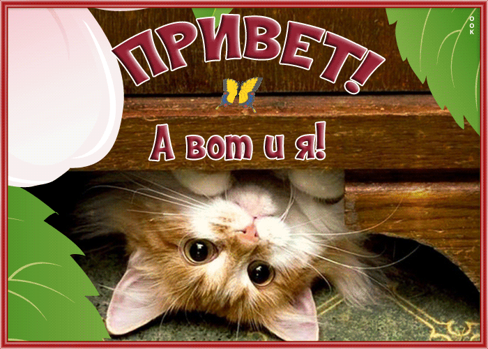 Picture картинка привет, а вот и я, с котиком