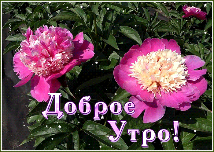Открытка картинка с добрым утром и хорошим днем