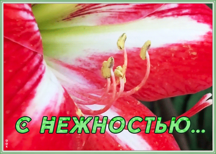 Открытка картинка с лилией с нежностью