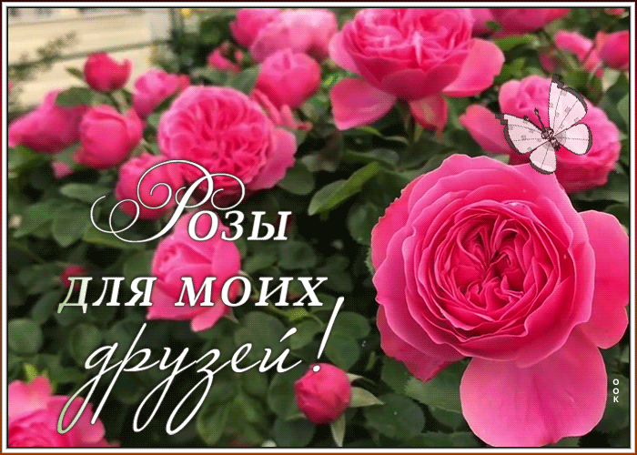 Картинка картинка с розами для друзей