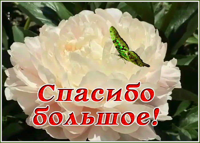 Открытка картинка со словом спасибо