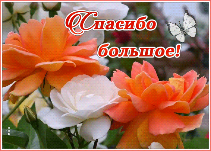 Открытка картинка спасибо большое