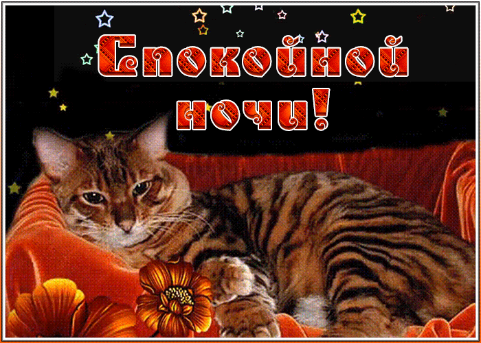 Картинка картинка спокойной ночи с котиком