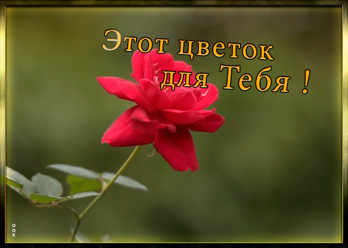 Картинка картинка цветок для тебя