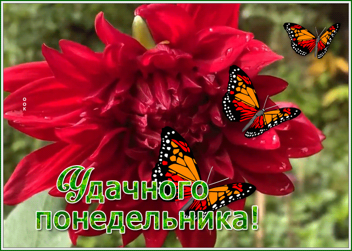 Picture картинка удачного понедельника с ярким цветком