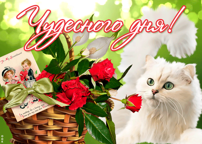 Picture картинка хорошего дня с белым котиком