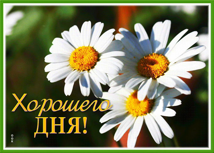 Postcard картинка хорошего дня с очаровательными ромашками