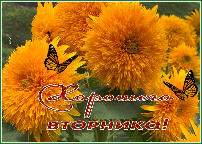 Picture картинка хорошего вторника с замечательными осенними цветами