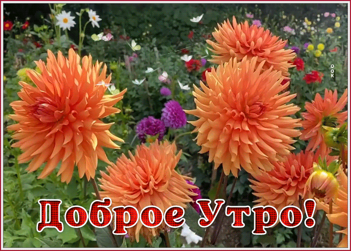 Открытка картинка желаю вам доброго утра