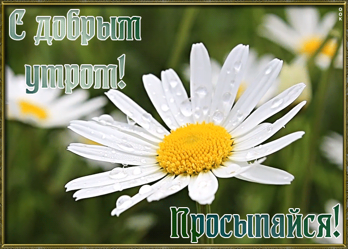 Открытка хорошая открытка с добрым утром