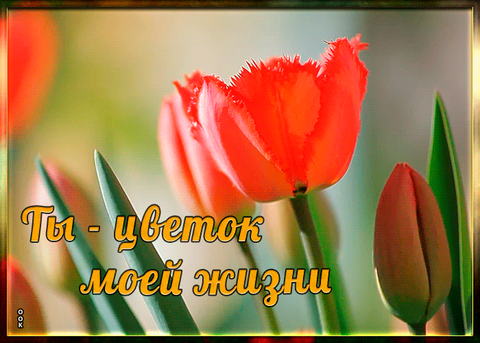 Открытка милая картинка с тюльпанами