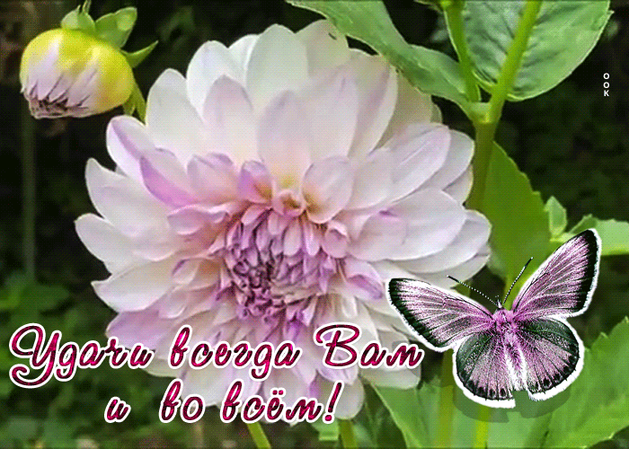 Postcard милая картинка удачи всегда вам и во всем