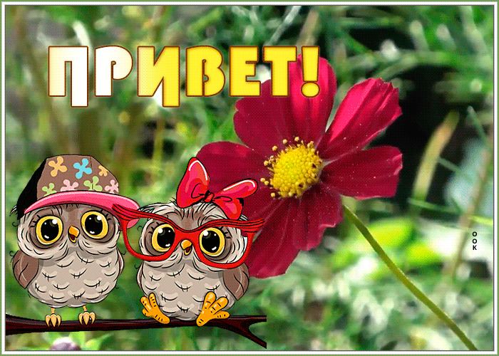 Открытка милая открытка привет с птичками