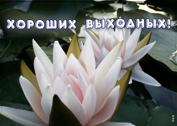 Картинка милое пожелание хороших выходных
