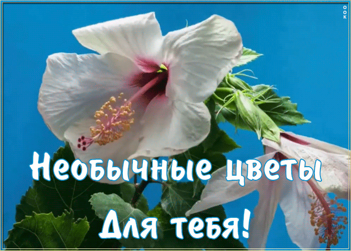 Открытка необычные цветы для тебя