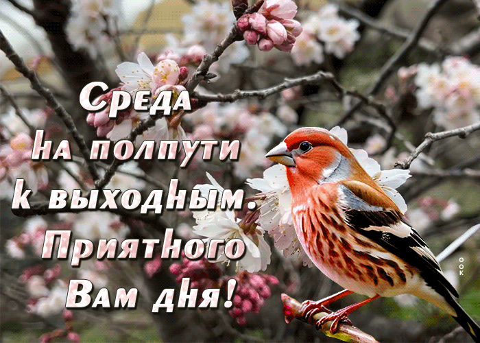 Picture неповторимая гиф-открытка, приятной среды