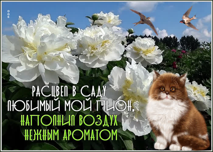 Картинка нежная открытка с пионами