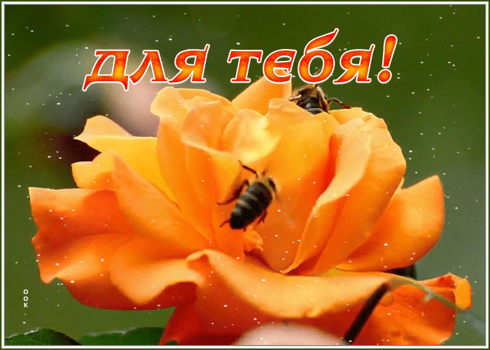 Открытка новая открытка с розой