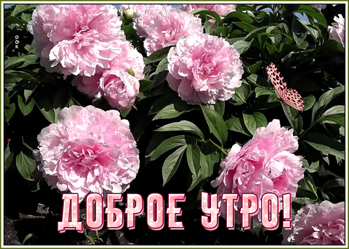 Картинка открытка доброе утро с пионами