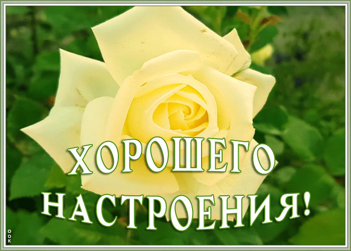 Картинка открытка хорошего настроения с розой
