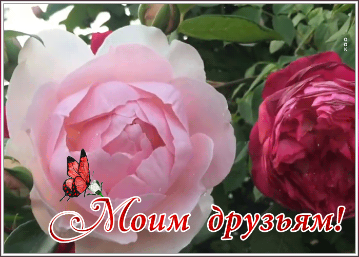 Картинка открытка любимым друзьям