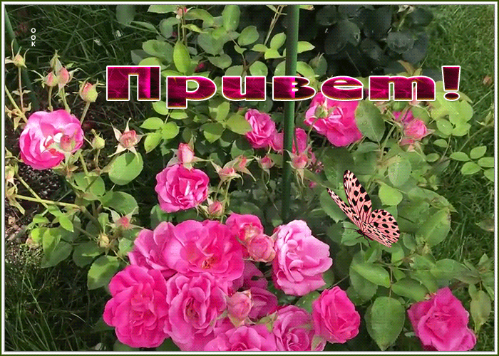 Картинка открытка миленький привет от меня