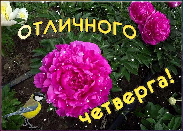 Открытка открытка отличного четверга