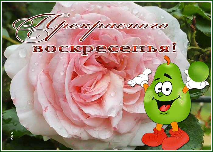 Postcard открытка прекрасного воскресенья с нежной розочкой