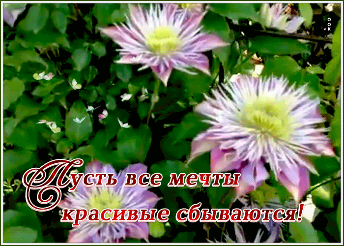 Картинка открытка пусть все мечты красивые сбываются