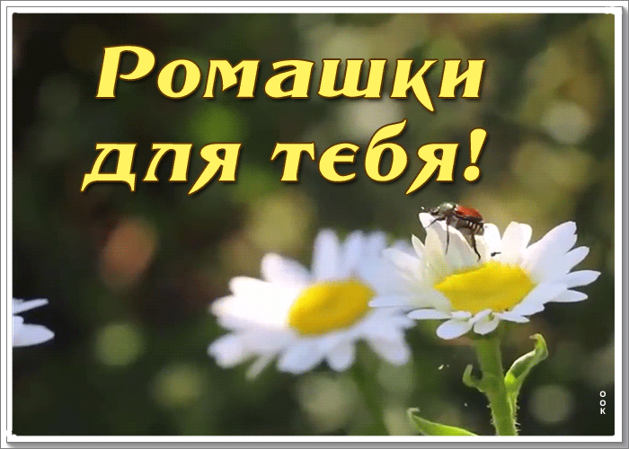 Картинка открытка ромашки для тебя