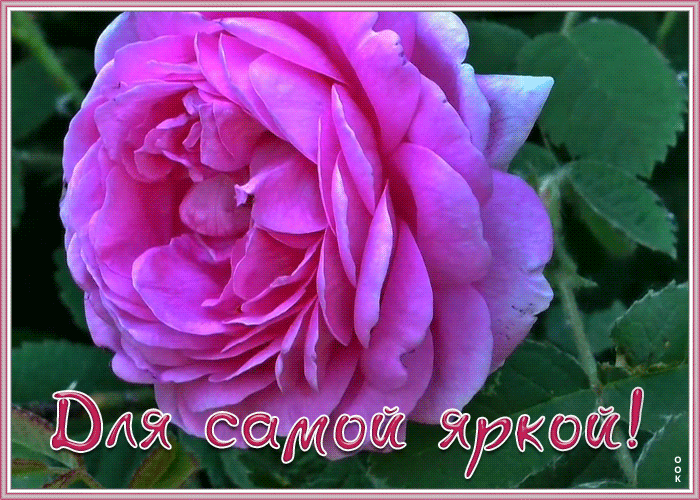 Открытка открытка роза для самой яркой