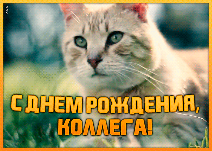 Картинка открытка с днем рождения коллеге женщине с котиком