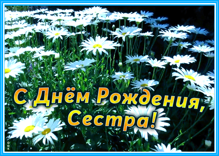 Картинка открытка с днем рождения сестре с ромашками