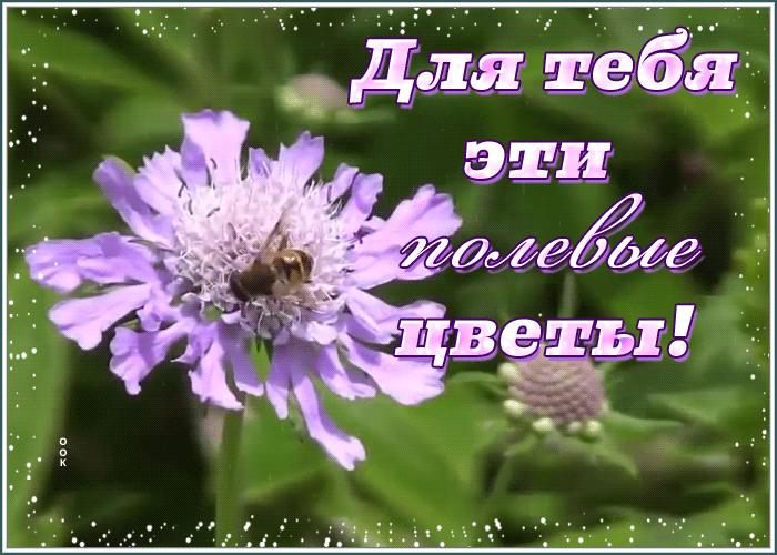 Открытка открытка с полевыми цветами