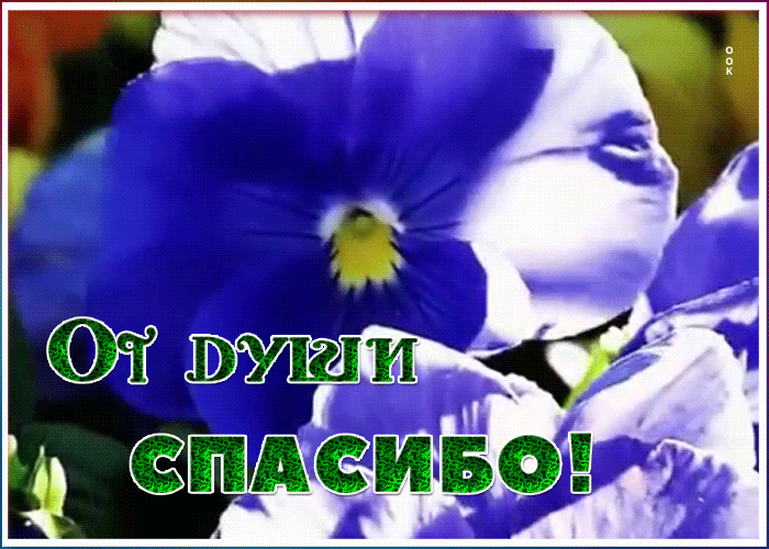 Картинка открытка спасибо с фиалками