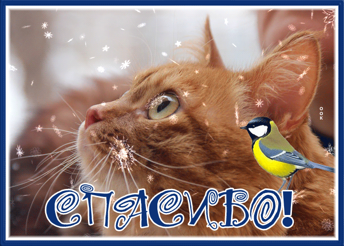 Picture открытка спасибо с милой кошечкой и снегом